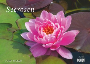 Seerosen 2024 – Bildkalender 42×29,7 cm – Blumenkalender im Querformat – Blumen – Wandplaner – Wandkalender