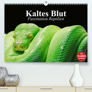 Kaltes Blut. Faszination Reptilien (Premium, hochwertiger DIN A2 Wandkalender 2023, Kunstdruck in Hochglanz) von Stanzer,  Elisabeth