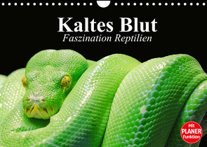 Kaltes Blut. Faszination Reptilien (Wandkalender 2022 DIN A4 quer) von Stanzer,  Elisabeth