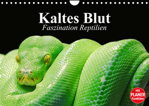Kaltes Blut. Faszination Reptilien (Wandkalender 2023 DIN A4 quer) von Stanzer,  Elisabeth