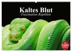 Kaltes Blut. Faszination Reptilien (Wandkalender 2024 DIN A2 quer), CALVENDO Monatskalender von Stanzer,  Elisabeth