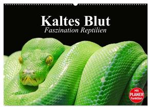 Kaltes Blut. Faszination Reptilien (Wandkalender 2024 DIN A2 quer), CALVENDO Monatskalender von Stanzer,  Elisabeth