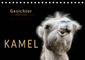 Kamel Gesichter (Tischkalender 2023 DIN A5 quer) von Roder,  Peter