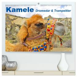 Kamele • Dromedar & Trampeltier (hochwertiger Premium Wandkalender 2024 DIN A2 quer), Kunstdruck in Hochglanz von Stanzer,  Elisabeth