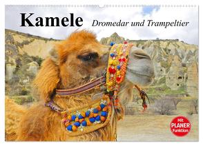 Kamele. Dromedar und Trampeltier (Wandkalender 2024 DIN A2 quer), CALVENDO Monatskalender von Stanzer,  Elisabeth