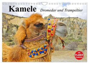 Kamele. Dromedar und Trampeltier (Wandkalender 2024 DIN A4 quer), CALVENDO Monatskalender von Stanzer,  Elisabeth