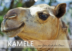 KAMELE… eine Reise durch den Oman. (Wandkalender 2023 DIN A3 quer) von Reining,  Sabine