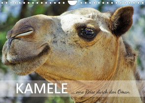 KAMELE… eine Reise durch den Oman. (Wandkalender 2023 DIN A4 quer) von Reining,  Sabine