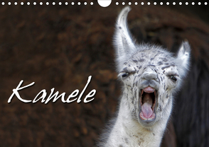 Kamele (Wandkalender 2021 DIN A4 quer) von Berg,  Martina