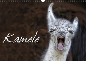 Kamele (Wandkalender 2023 DIN A3 quer) von Berg,  Martina