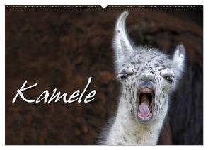 Kamele (Wandkalender 2024 DIN A2 quer), CALVENDO Monatskalender von Berg,  Martina