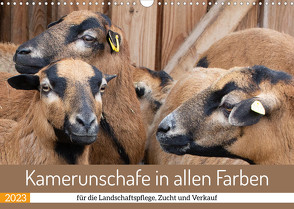 Kamerunschafe in allen Farben (Wandkalender 2023 DIN A3 quer) von Sixt,  Marion