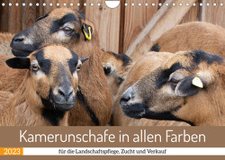 Kamerunschafe in allen Farben (Wandkalender 2023 DIN A4 quer) von Sixt,  Marion