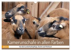 Kamerunschafe in allen Farben (Wandkalender 2024 DIN A3 quer), CALVENDO Monatskalender von Sixt,  Marion