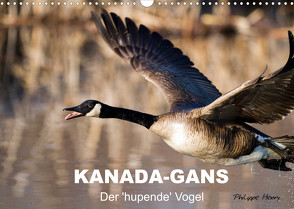 KANADA-GANS – Der ‚hupende‘ Vogel (Wandkalender 2022 DIN A3 quer) von Henry,  Philippe