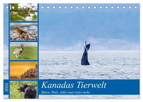 Kanadas Tierwelt – Bären, Wale und vieles mehr (Tischkalender 2024 DIN A5 quer), CALVENDO Monatskalender von ellenlichtenheldt,  ellenlichtenheldt