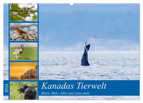 Kanadas Tierwelt – Bären, Wale und vieles mehr (Wandkalender 2024 DIN A2 quer), CALVENDO Monatskalender von ellenlichtenheldt,  ellenlichtenheldt