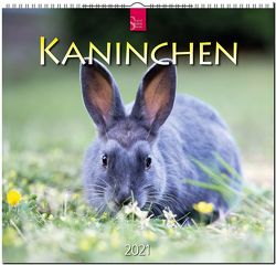 Kaninchen