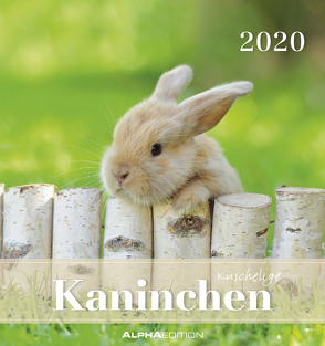 Kaninchen 2020 – Postkartenkalender (16 x 17) – Rabbits – zum aufstellen oder aufhängen – Geschenkidee – Tierkalender – Gadget von ALPHA EDITION