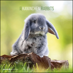 Kaninchen 2023 – Broschürenkalender 30×30 cm (30×60 geöffnet) – Kalender mit Platz für Notizen – Rabbits – Bildkalender – Wandplaner – Wandkalender