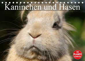 Kaninchen und Hasen (Tischkalender 2023 DIN A5 quer) von Stanzer,  Elisabeth