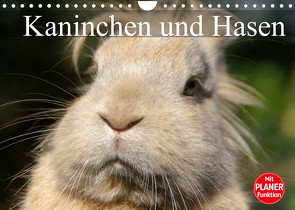 Kaninchen und Hasen (Wandkalender 2022 DIN A4 quer) von Stanzer,  Elisabeth