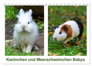 Kaninchen und Meerschweinchen Babys (Tischkalender 2024 DIN A5 quer), CALVENDO Monatskalender von Kattobello,  Kattobello