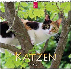 Katzen