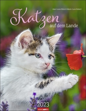 Katzen auf dem Lande Kalender 2023. Süße Kätzchen in ländlicher Idylle: Ein Fotokalender zum Dahinschmelzen. Großer Wandkalender für alle Fans der Stubentiger. von Hubert,  Marie-Luce, Klein,  Jean-Louis, Weingarten