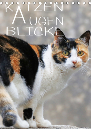 KATZEN AUGEN BLICKE (Tischkalender 2021 DIN A5 hoch) von Sock,  Reinhard