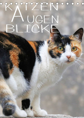 KATZEN AUGEN BLICKE (Tischkalender 2023 DIN A5 hoch) von Sock,  Reinhard