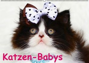 Katzen-Babys (Wandkalender immerwährend DIN A2 quer) von Stanzer,  Elisabeth