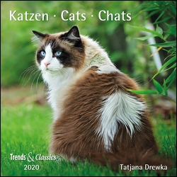 Katzen Cats 2020 – Broschürenkalender – Wandkalender – mit herausnehmbarem Poster – Format 30 x 30 cm von Drewka,  Tatjana, DUMONT Kalenderverlag