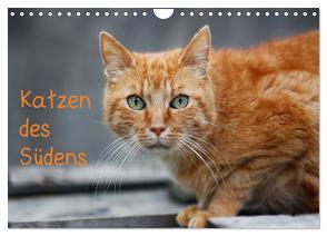 Katzen des Südens (Wandkalender 2024 DIN A4 quer), CALVENDO Monatskalender von Möckel / Lucy L!u,  Claudia