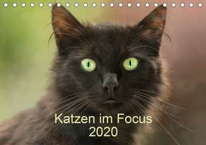 Katzen im Focus 2020 (Tischkalender 2020 DIN A5 quer) von Rehpöhler,  Stefanie