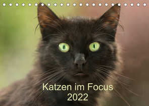 Katzen im Focus 2022 (Tischkalender 2022 DIN A5 quer) von Rehpöhler,  Stefanie