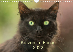 Katzen im Focus 2022 (Wandkalender 2022 DIN A4 quer) von Rehpöhler,  Stefanie