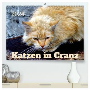 Katzen in Cranz (hochwertiger Premium Wandkalender 2024 DIN A2 quer), Kunstdruck in Hochglanz von von Loewis of Menar,  Henning