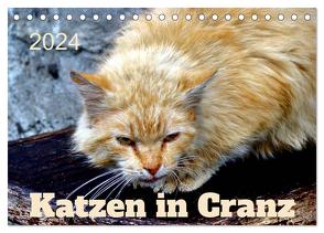 Katzen in Cranz (Tischkalender 2024 DIN A5 quer), CALVENDO Monatskalender von von Loewis of Menar,  Henning