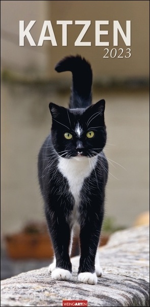 Katzen Kalender 2023. Ein XXL Wandkalender, der die Samtpfoten perfekt in Szene setzt. Katzen und Kätzchen in einem länglichen Kalender, ein Muss für Katzenfans! von Hubert,  Marie-Luce, Klein,  Jean-Louis, Weingarten