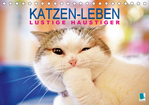 Katzen-Leben: Lustiger Haustiger (Tischkalender 2021 DIN A5 quer) von CALVENDO