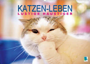 Katzen-Leben: Lustiger Haustiger (Premium, hochwertiger DIN A2 Wandkalender 2020, Kunstdruck in Hochglanz) von CALVENDO