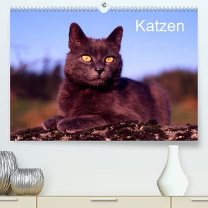 Katzen (Premium, hochwertiger DIN A2 Wandkalender 2022, Kunstdruck in Hochglanz) von / Werner Layer,  McPHOTO