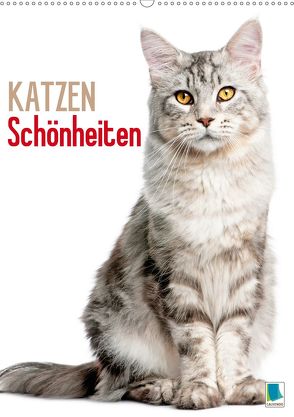 Katzen-Schönheiten (Wandkalender 2020 DIN A2 hoch) von CALVENDO