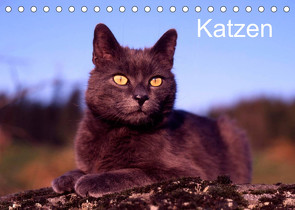 Katzen (Tischkalender 2022 DIN A5 quer) von / Werner Layer,  McPHOTO