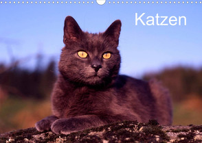 Katzen (Wandkalender 2022 DIN A3 quer) von / Werner Layer,  McPHOTO