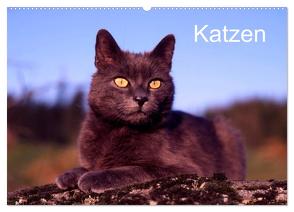 Katzen (Wandkalender 2024 DIN A2 quer), CALVENDO Monatskalender von / Werner Layer,  McPHOTO