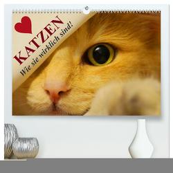 Katzen • Wie sie wirklich sind! (hochwertiger Premium Wandkalender 2024 DIN A2 quer), Kunstdruck in Hochglanz von Stanzer,  Elisabeth