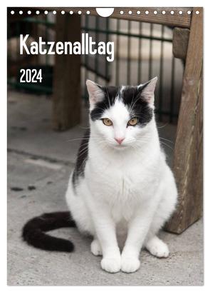 Katzenalltag 2024 (Wandkalender 2024 DIN A4 hoch), CALVENDO Monatskalender von Scholz,  Daniela