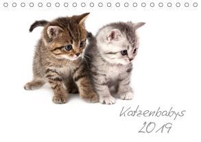 Katzenbabys (Tischkalender 2019 DIN A5 quer) von Hesch-Foto